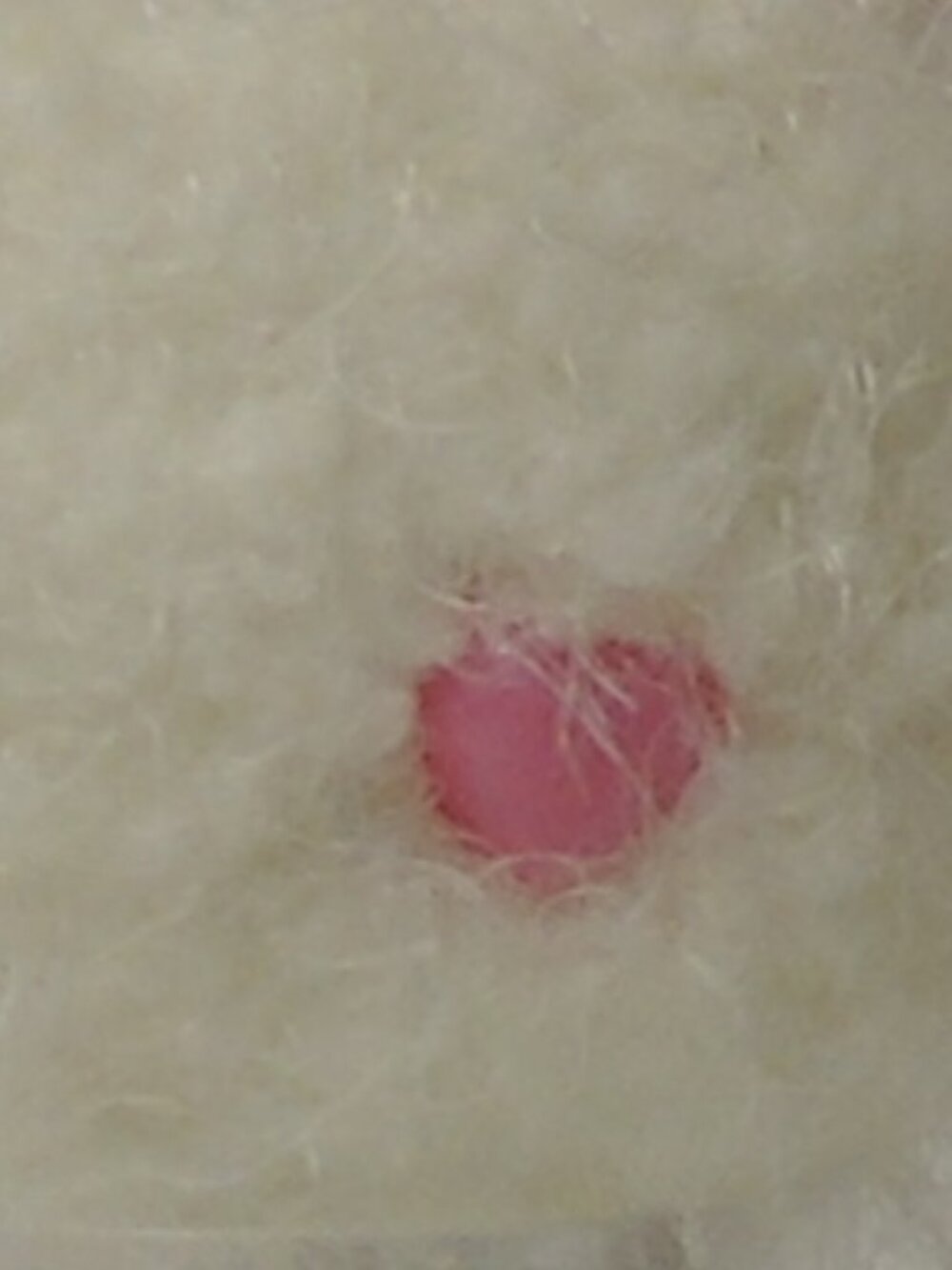Buttfreckle - Picture 4 of 7